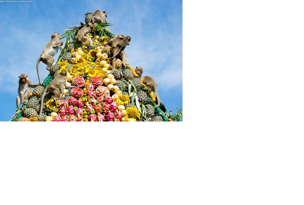 Pesta monyet di Thailand.