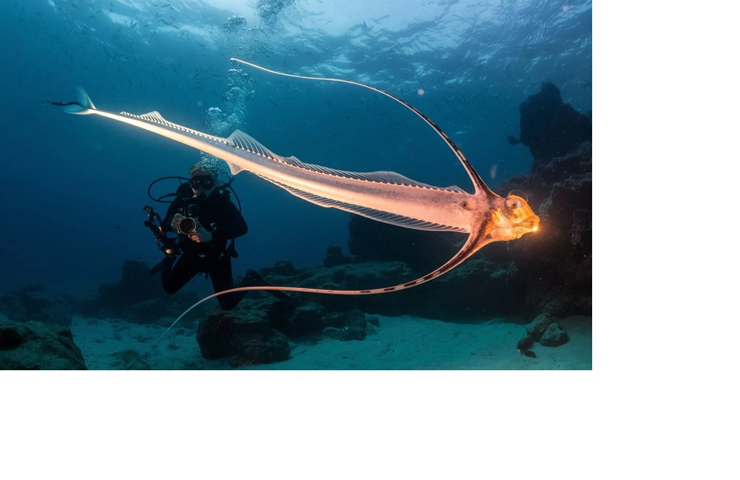 Kemunculan Oar fish dikaitkan dengan datangnya kiamat.