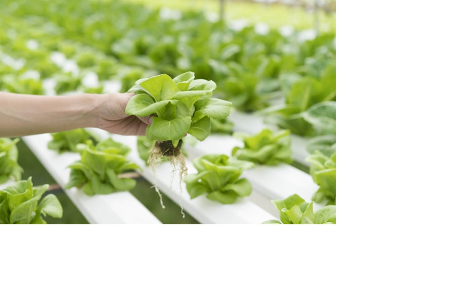 Ilustrasi sayur organik.