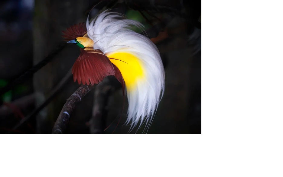 Burung cenderawasih.