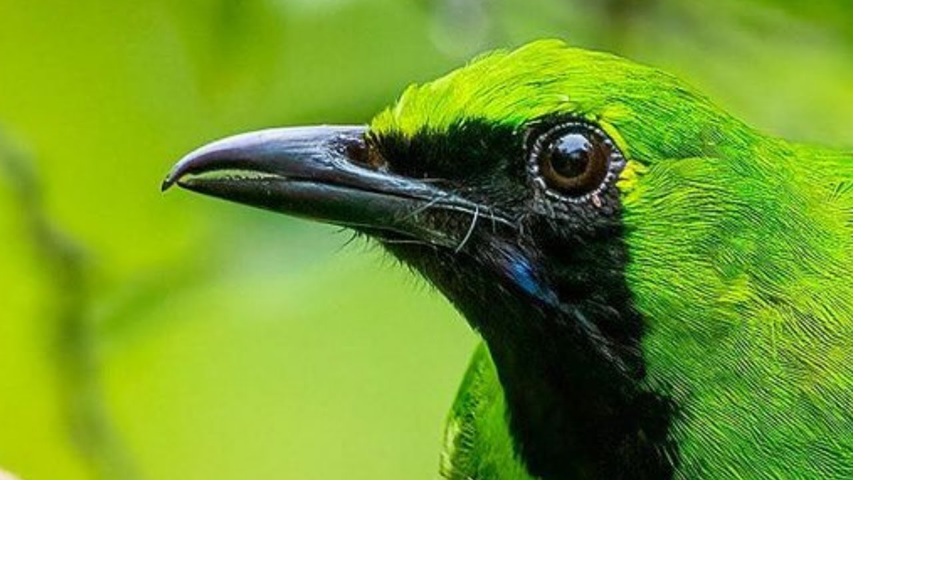 Cucak Ijo (Greater Green Leafbird)