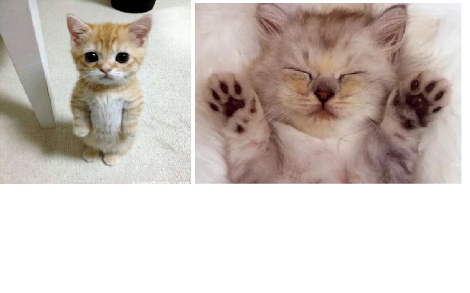 Ilustrasi kucing lucu.