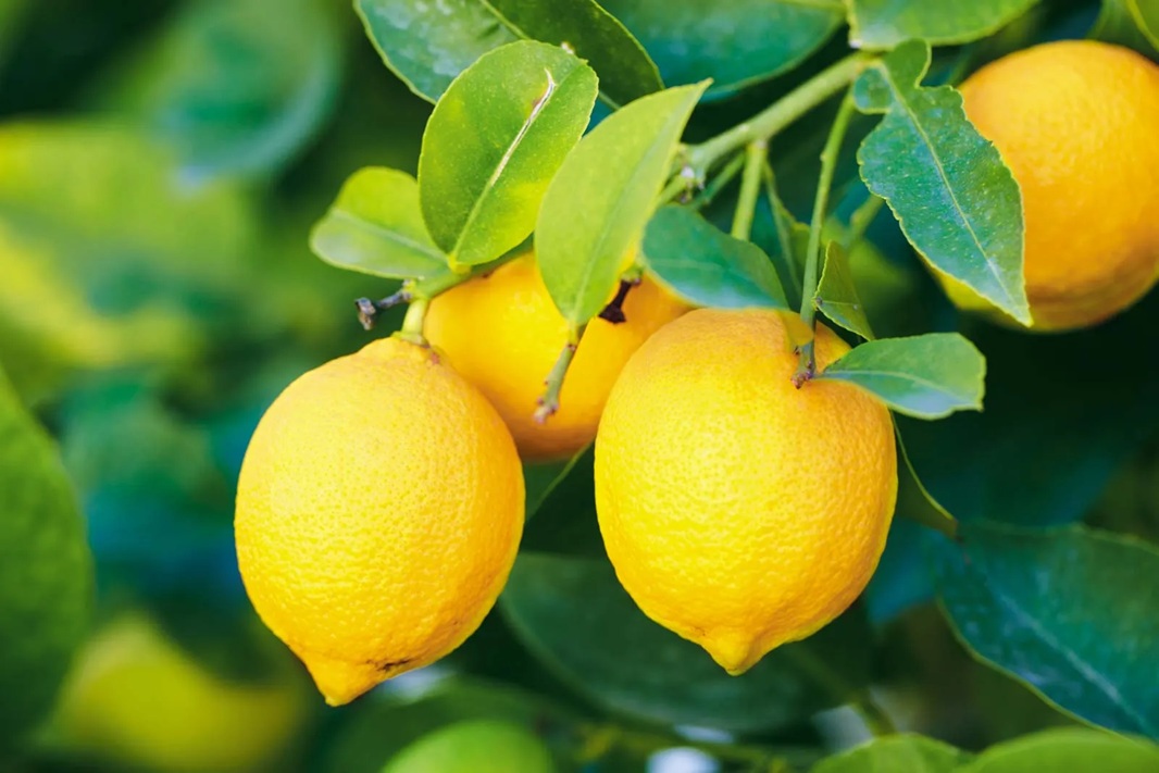 Ilustrasi lemon.