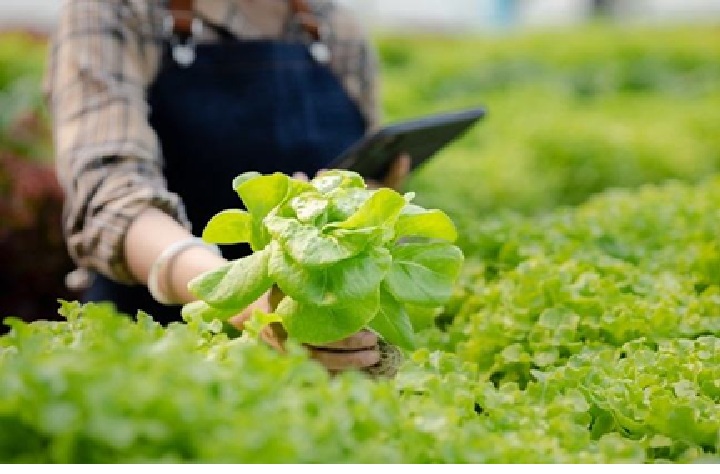 Ilustrasi tanaman organik.