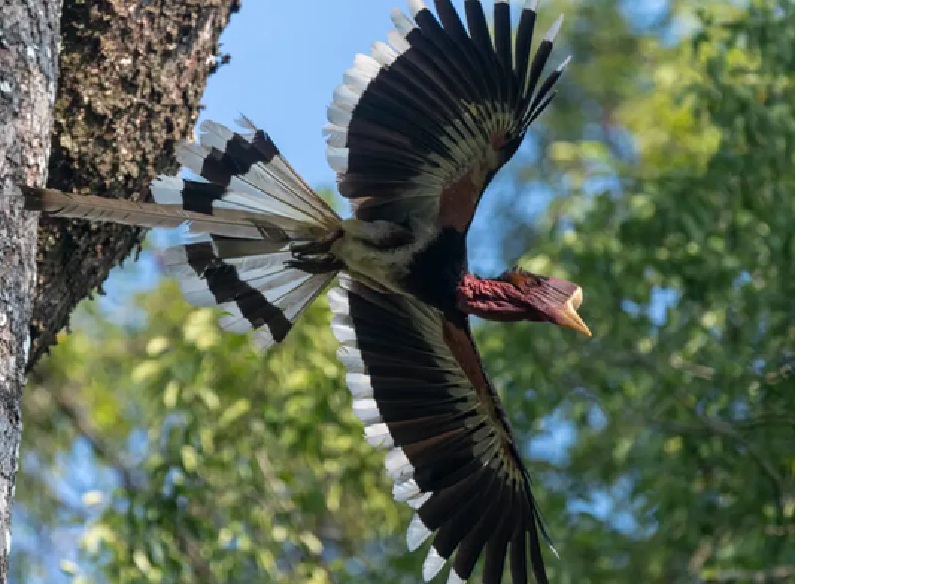 Rangkong Gading (Helmeted Hornbill)