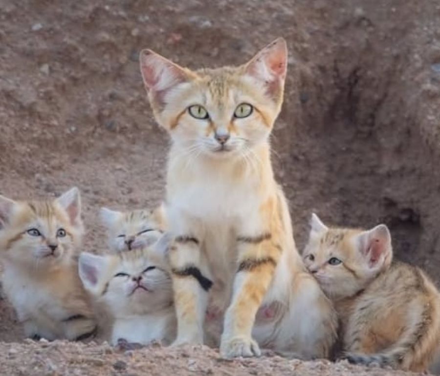 Induk kucing gurun dan anaknya. (IG@talal)