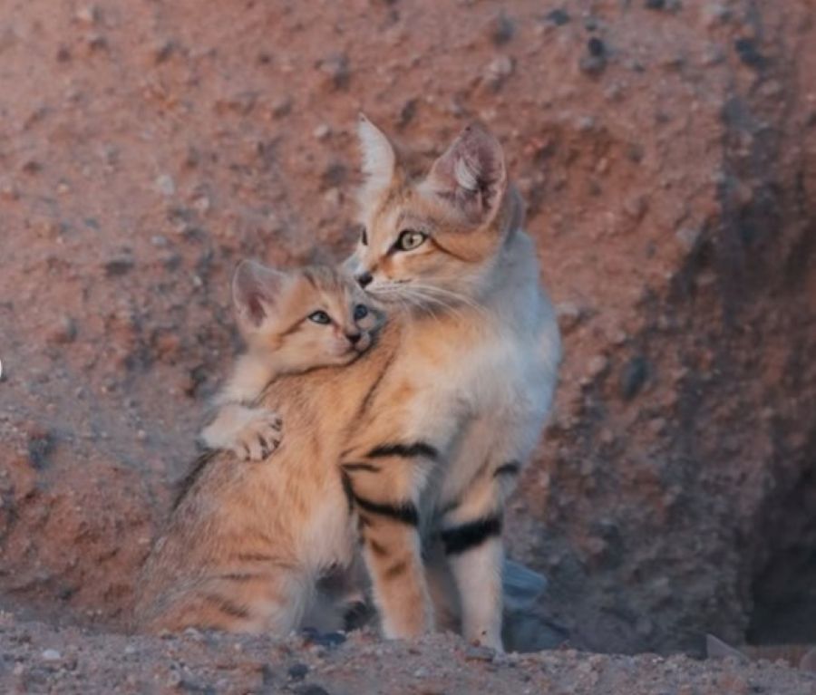 Kucing gurun. (IG@talal)