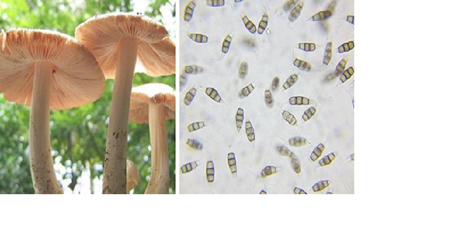 Pestalotiopsis microspora