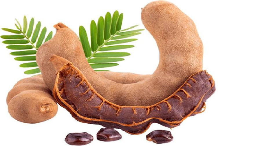 Ilustrasi asam jawa.