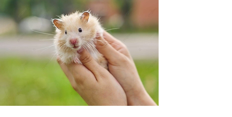 Ilustrasi hamster.