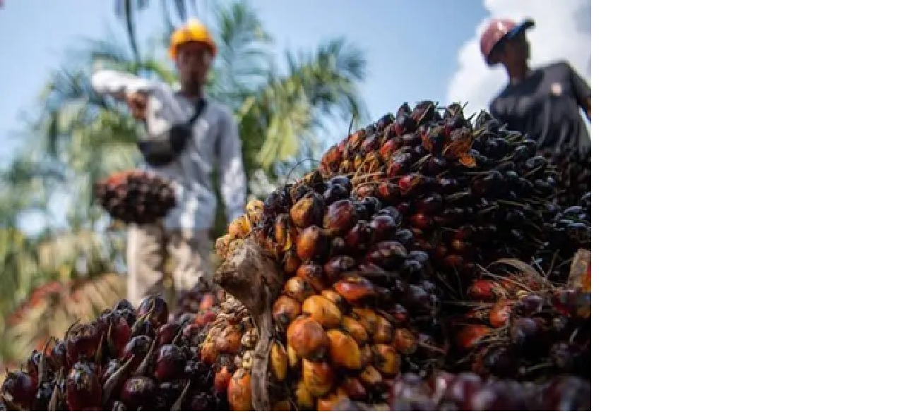 Ilustrasi buah sawit.