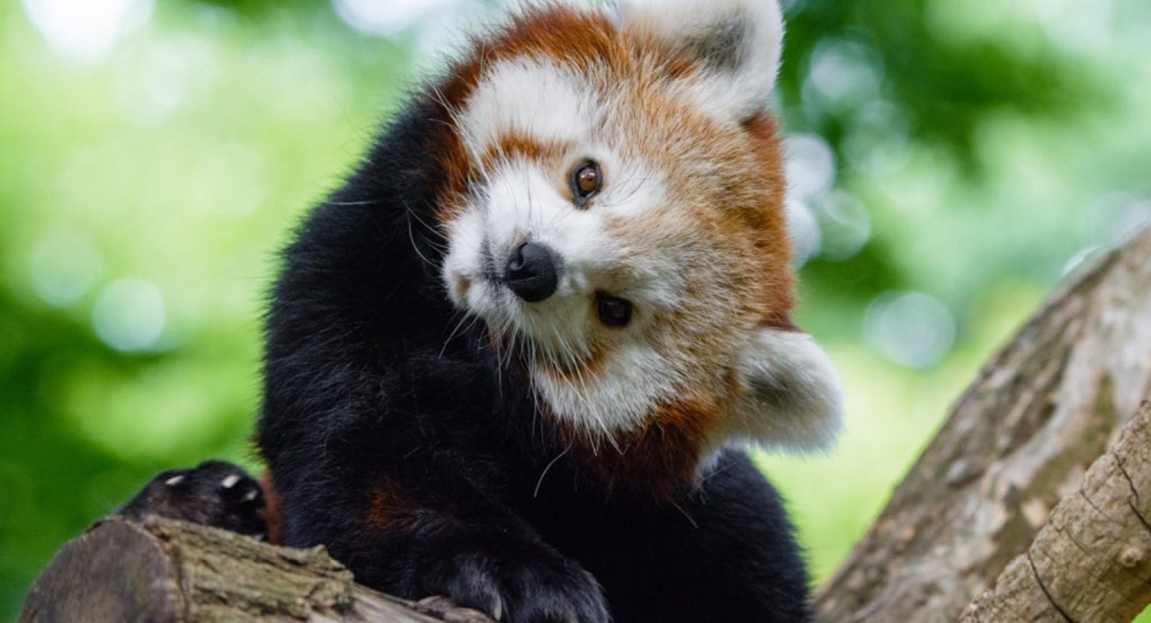 Panda merah (matthiasappel/redpandanetwork/org)