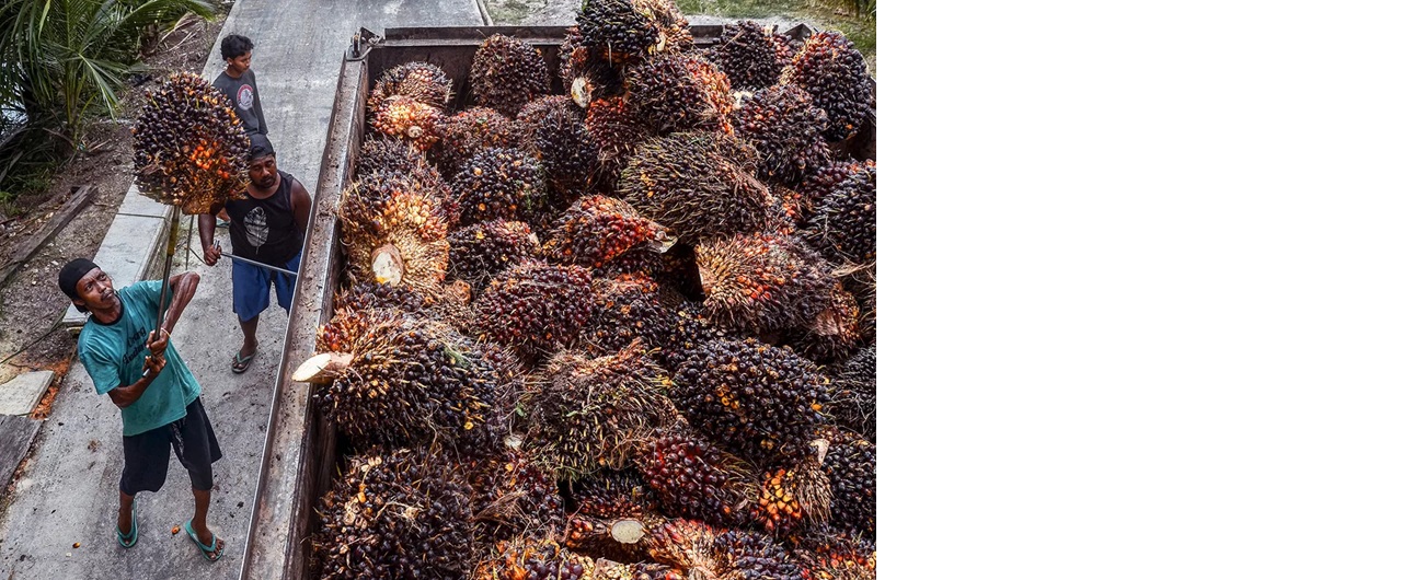 TBS kelapa sawit tercatat mengalami penurunan harga sejak akhir Mei lalu, seiring melemahnya harga CPO di pasaran. (IZZA/BP)