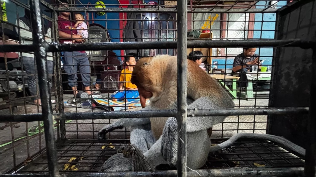 Bekantan sesat di rumah warga berhasil diamankan.
