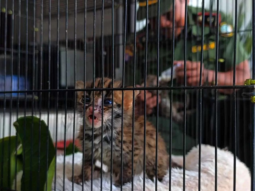 Anak kucing hutan yangh diserahkan warga ke BKSDA Resort Sampit. (BKSDA untuk Radar Sampit)