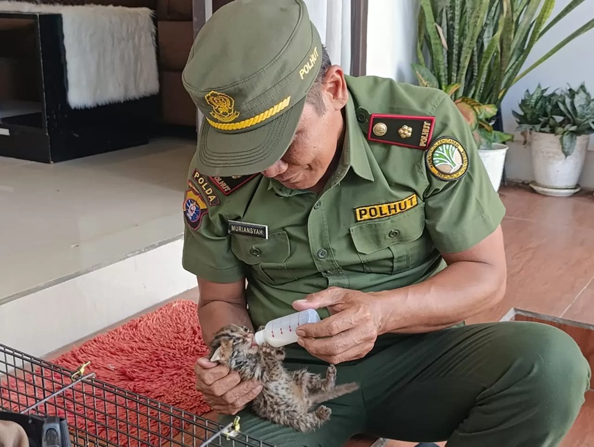Kepala BKSDA Resort Sampit Muriansyah bersama anak kucing hutan yang diserahkan oleh warga. (BKSDA untuk Radar Sampit)