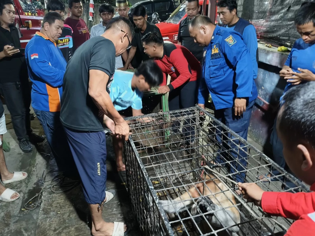 Proses evakuasi bekantan liar yang ditangkap petugas Damkar Samarinda sebelum dibawa tim BKSDA Kaltim ke hutan cagar alam, Senin (11/8/2025). OKE/SAPOS