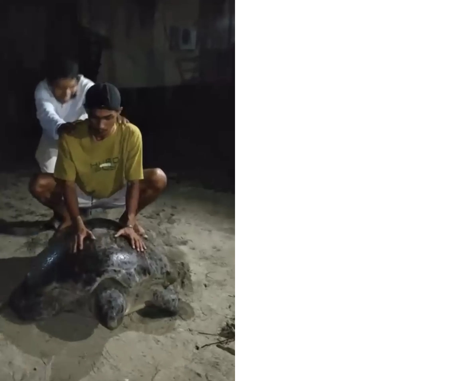 Aksi wisatawan di Pulau Derawan yang menaiki penyu saat sedang berjalan malam hari di pinggir pantai menuai kecaman masyarakat. (WARGA UNTUK BERAU POST)