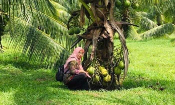 UNGGULAN: Disbun Berau terus berupaya meningkatkan potensi komoditi unggulan di Berau. Di antaranya, kelapa dan kakao.