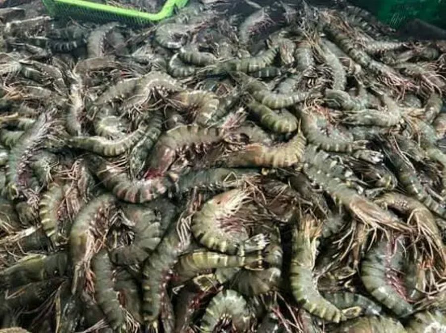 Ilustrasi udang windu.