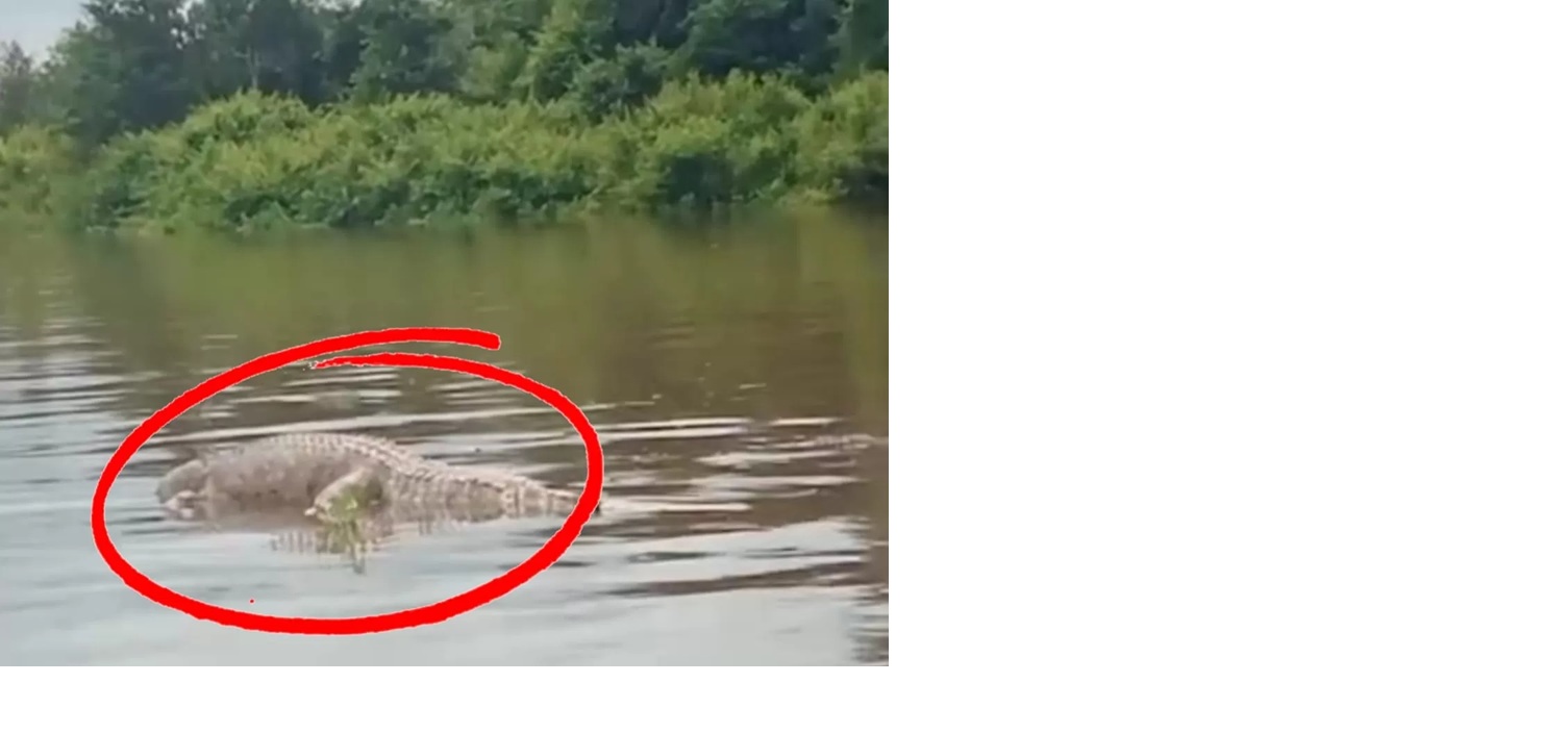 Bangkai buaya hanyut di perairan sekitar Desa Kenyala, Kecamatan Telawang, Kabupaten Kotawaringin Timur.