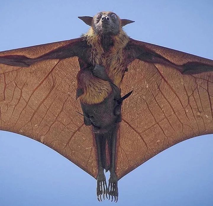 Indian Flying Fox (Pteropus giganteus) dengan anaknya. (X)