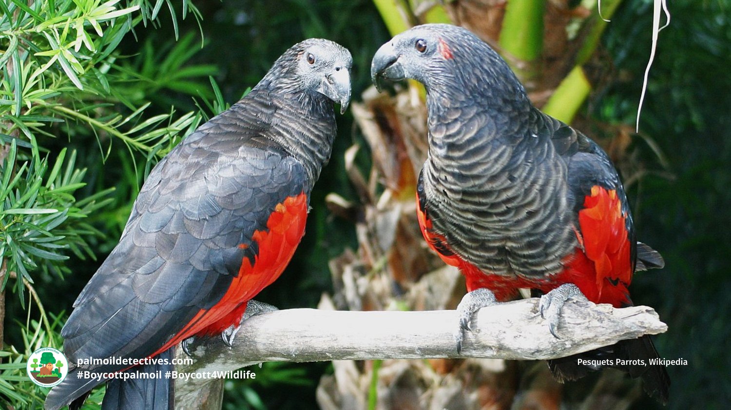 Nuri Drakula. (pesquet parrot)