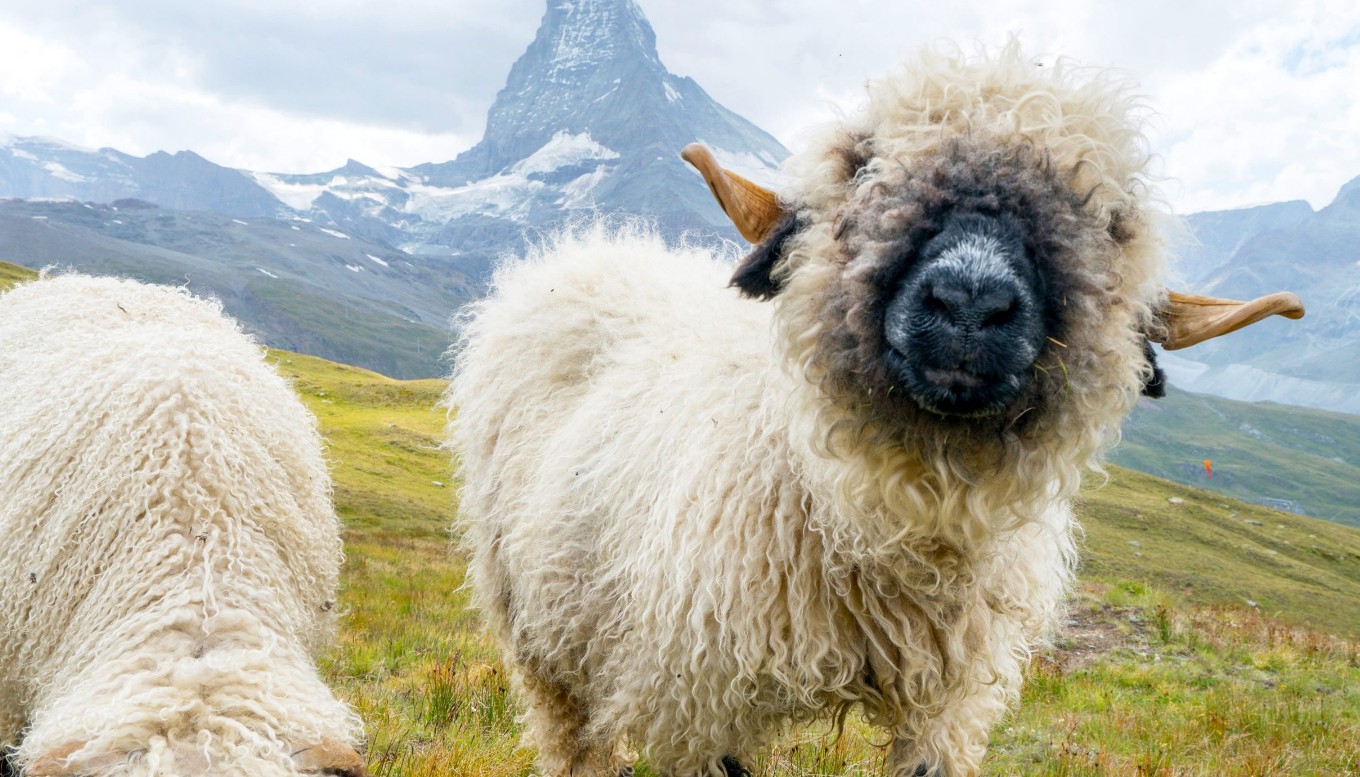 Domba Valais Blacknose