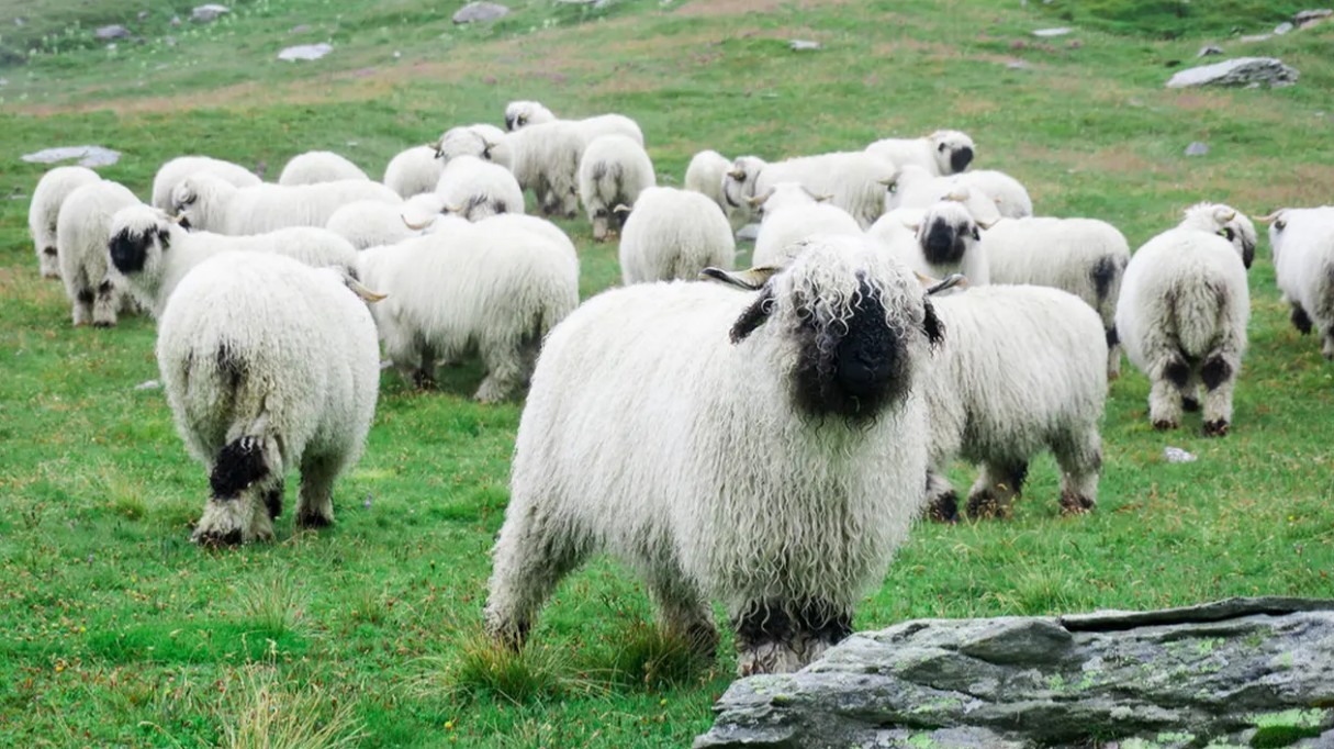 Domba Valais Blacknose