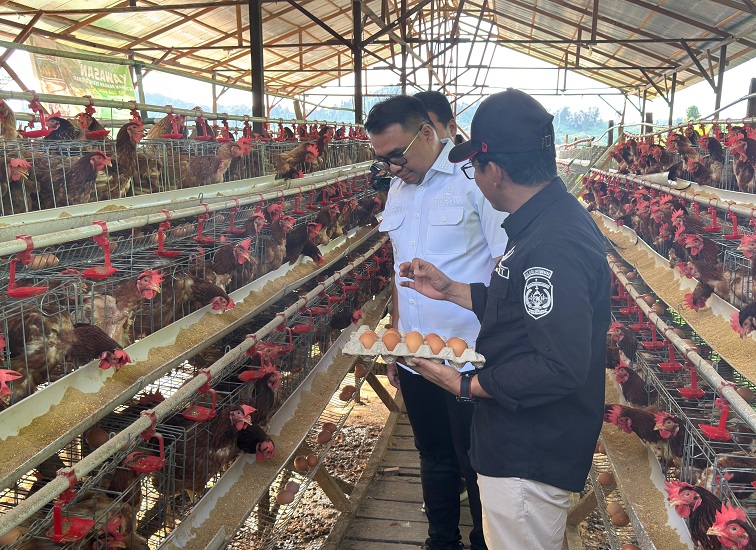 Budidaya ayam petelur omega di Desa Loa Duri Ilir (Istimewa)
