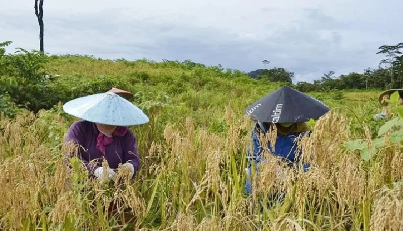 Harga gabah yang naik memicu kenaikan harga besar dipasaran cukup tinggi.