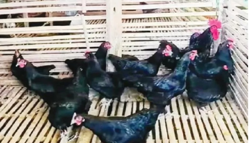 Ayam Murung Panggang