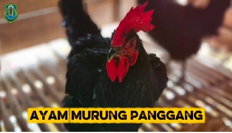 Ayam khas Amuntai, Murung Panggang.