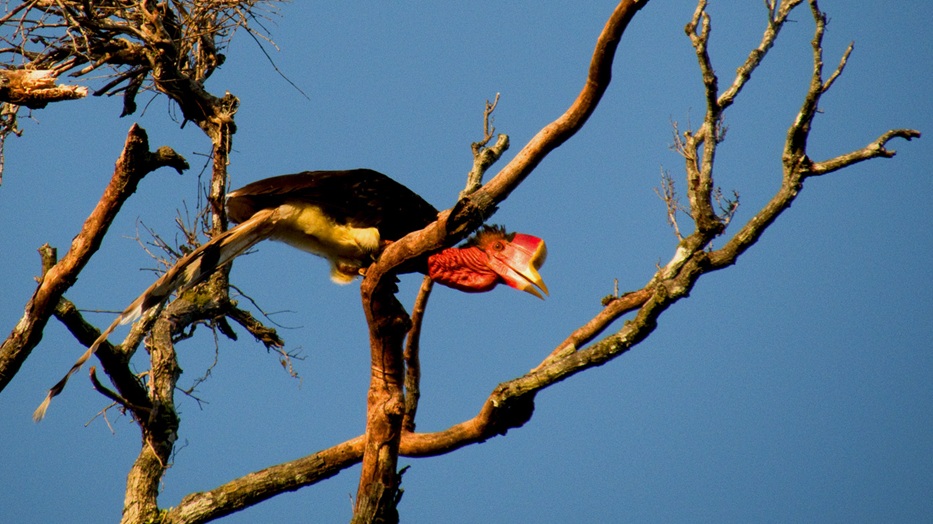 Enggang Gading (Rhinoceros Hornbill)