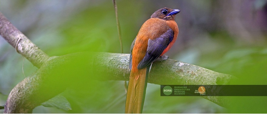 Burung Luntur (Trogon sp.)