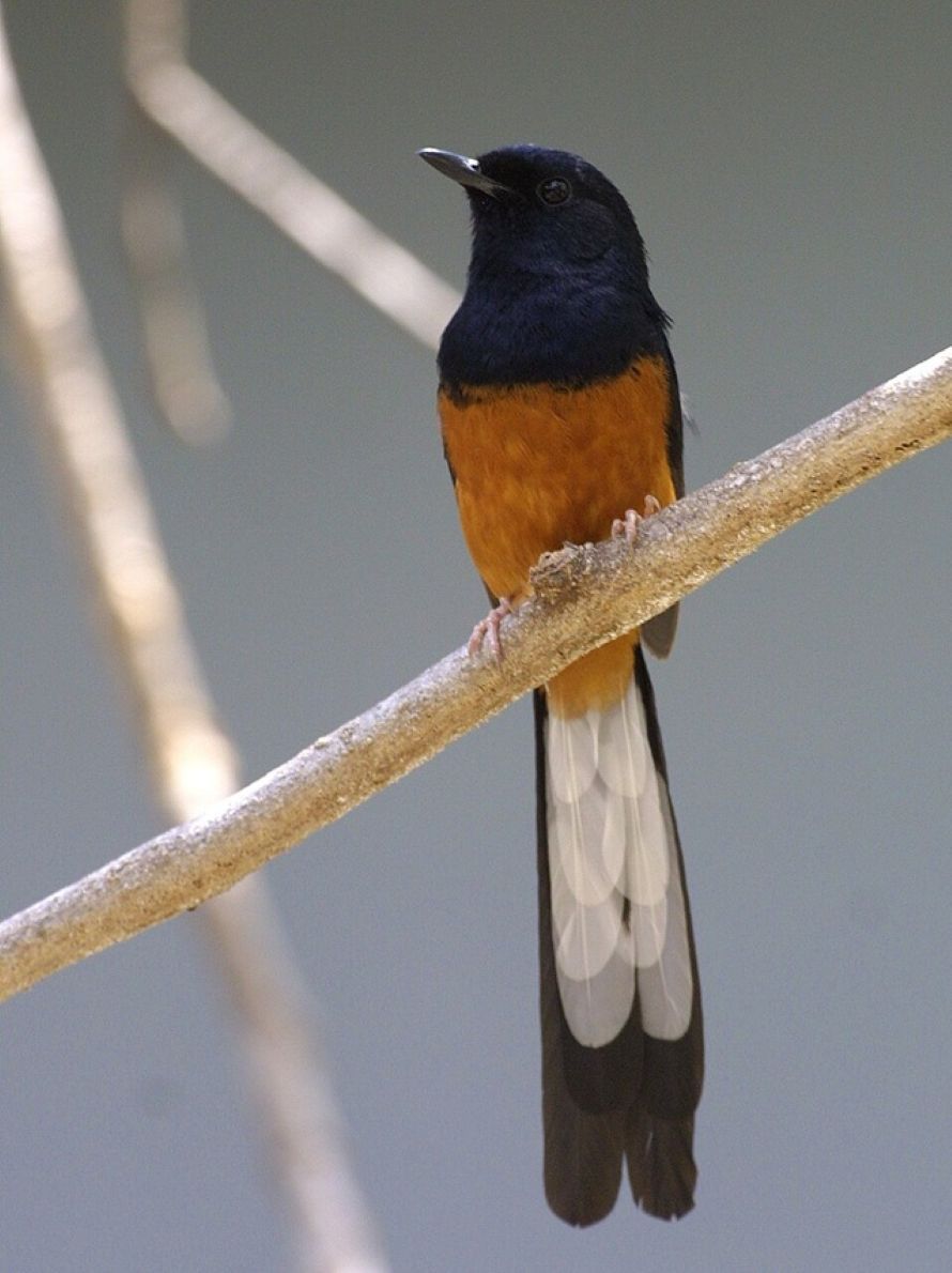 Murai Batu (White-rumped Shama)