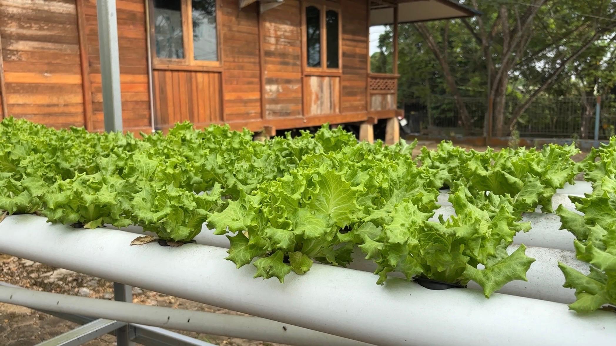 Ilustrasi pertanian hidroponik selada (Elmo/Prokal.co)