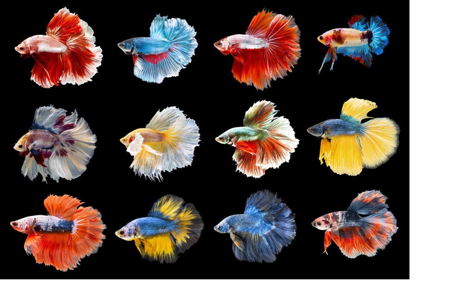 Berbagai jenis ikan cupang.