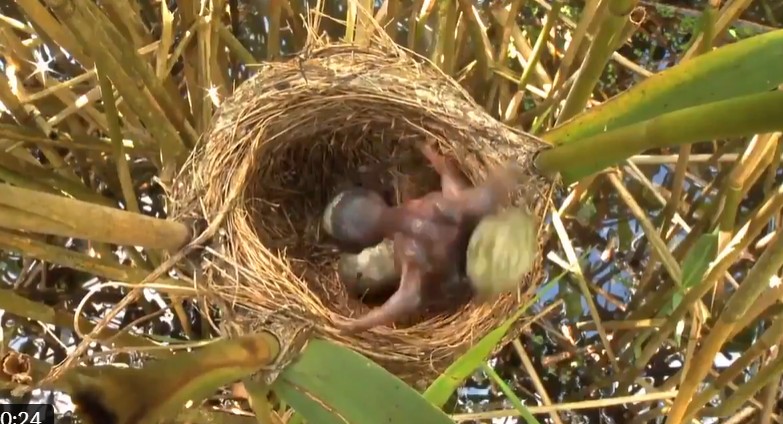Bayi burung betet (parrots) membuang telur saingannya agar bertahan hidup.
