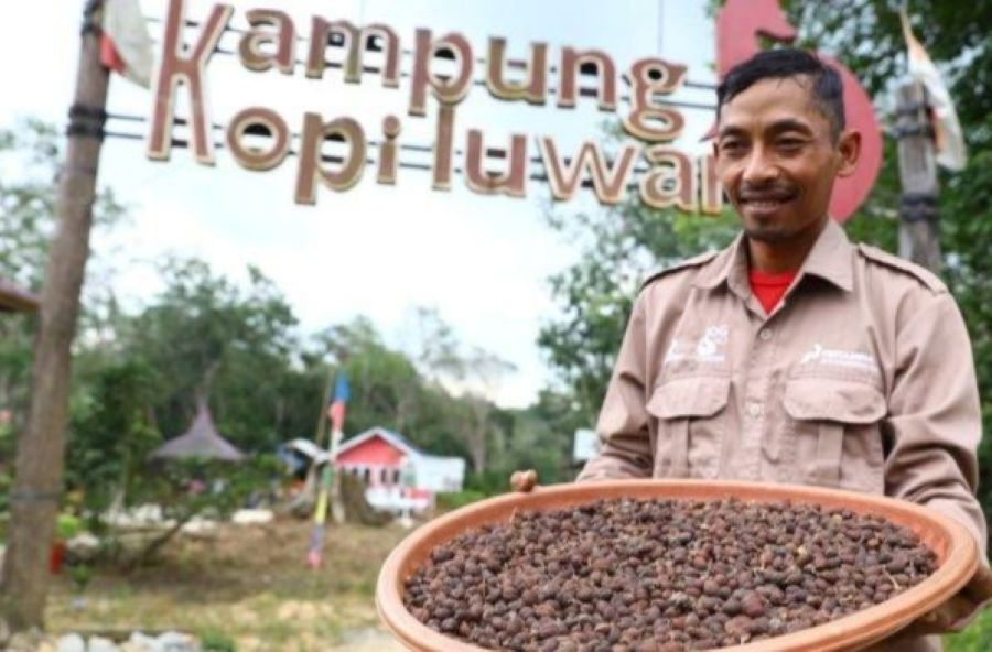 Kampung Kopi Luwak Desa Perangat Baru, Marangkayu (Istimewa)
