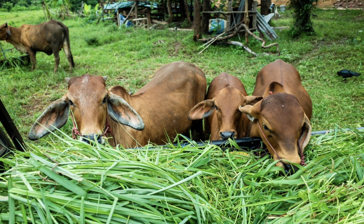 TURUN: Populasi sapi di Kaltim sepanjang 2024 alami penurunan.