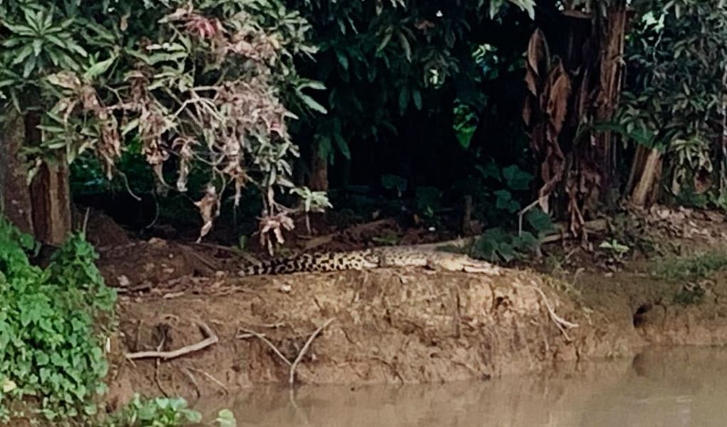 BERJEMUR: Buaya jenis air tawar memberi teror pada warga Desa Sungai Kuini. Kemunculan buaya ini membuat warga takut beraktivitas di sungai. (Foto: Damkar HSU) (Foto: Damkar HSU)