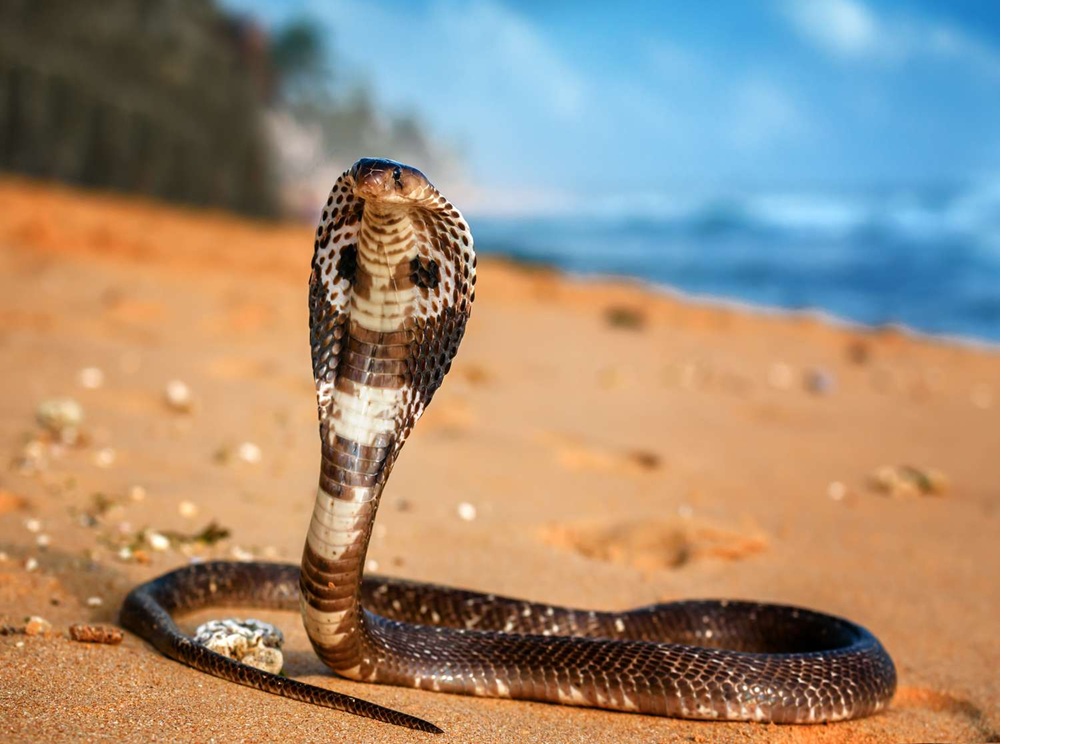 King Cobra