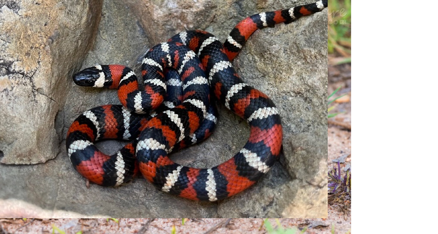 Ular Kingsnake.