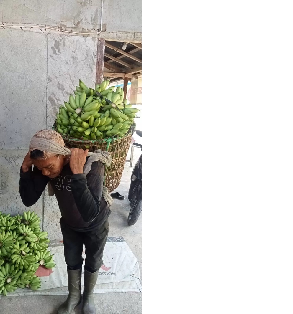 Petani pisang asal Sedahan, Kayong Utara, Muslianto, menunjukkan hasil panen yang meningkat sejak adanya program Makan Bergizi Gratis (MBG). (Prokopim KKU)