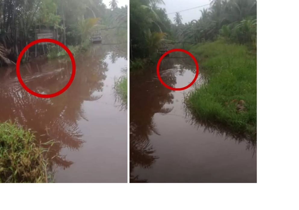 Penampakan buaya muara besar di perairan di Desa Samuda Kecil, Mentaya Hilir Selatan, Kabupaten Kotawaringin Timur, belum lama ini.