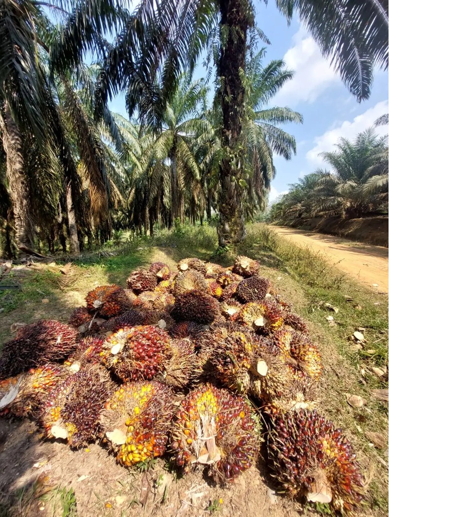 Ilustrasi kelapasawit.