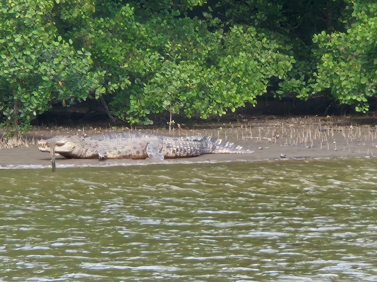 Habitat buaya sangat banyak di sepanjang sungai Delta Mahakam. Buaya ini menampakkan diri di pinggir sungai.