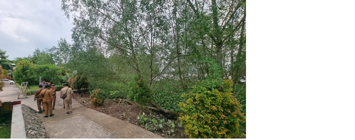 Di lokasi ini ulat bulu berkembang biak.