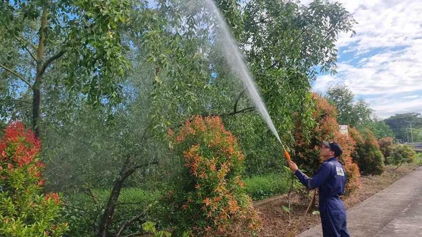 Tim BPBD dan Dinas Ketapang lakukan penyemprotan ulat bulu di Taman Bebaya, Sungai Kunjang. (kis)